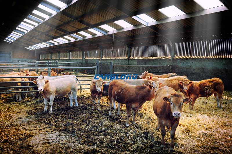 Steel Structure Livestock Building