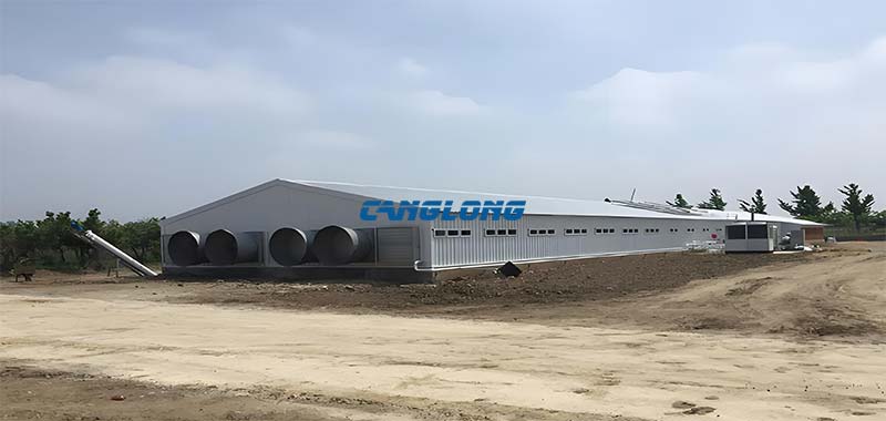 Steel Structure Chicken Shed