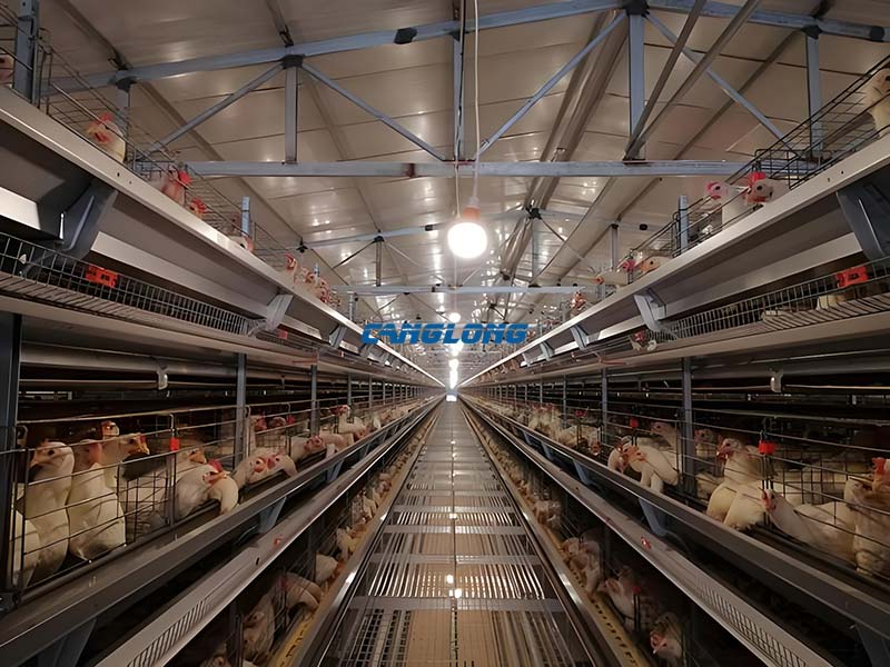 Steel Structure Chicken House