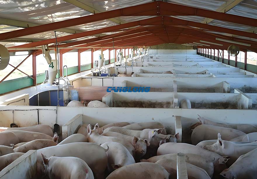 Steel Structure Pig Shed