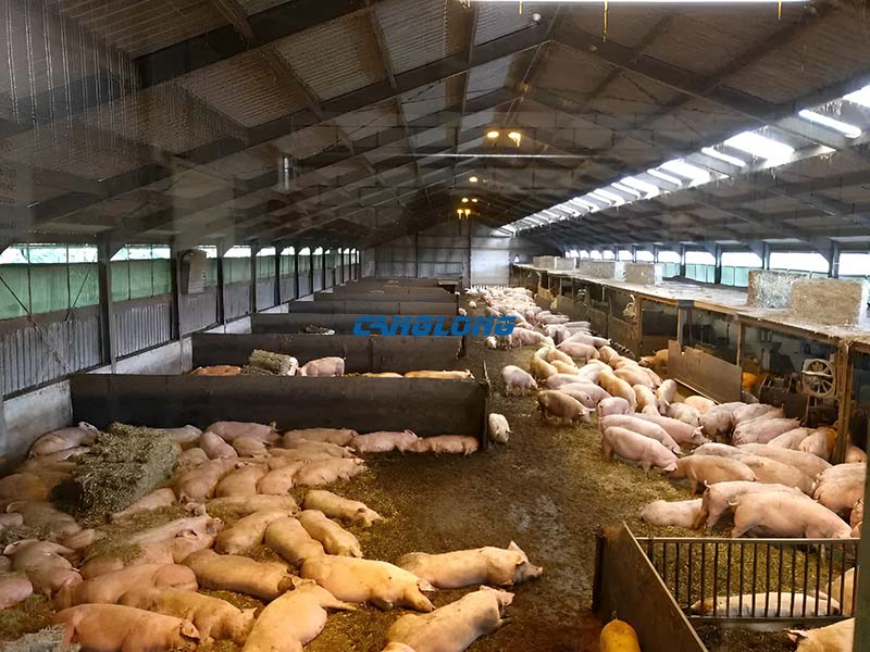 Steel Structure Pig Shed