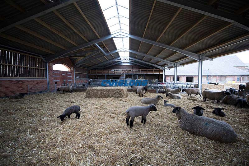 Steel Structure Sheep House
