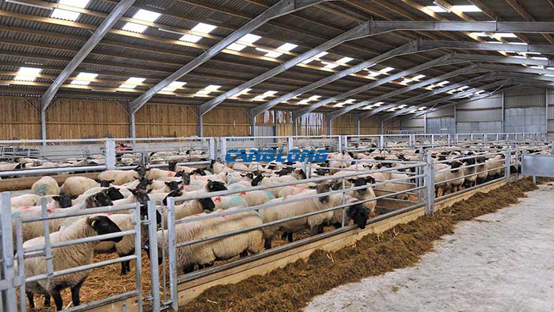 steel-structured sheep barn