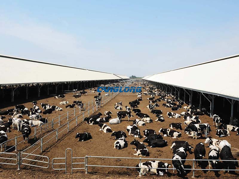 Steel Structure Cattle Shed