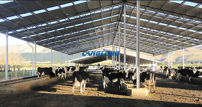 Steel Structure Cow Shed