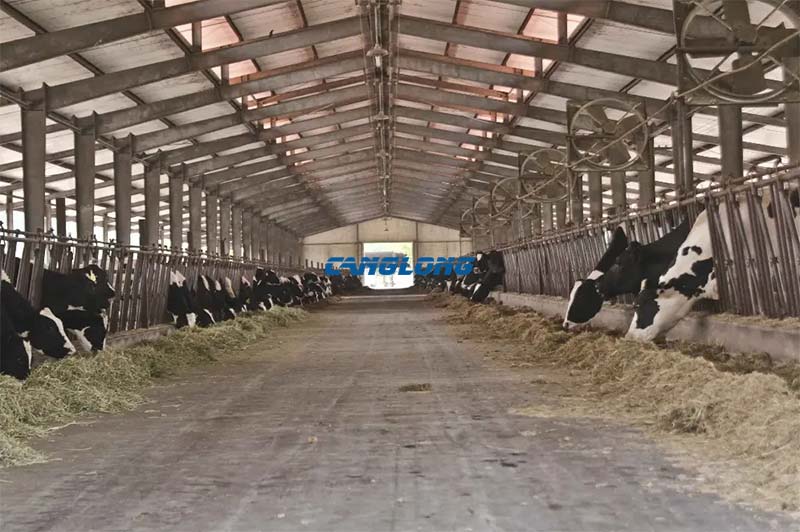 Steel Structure Cowshed