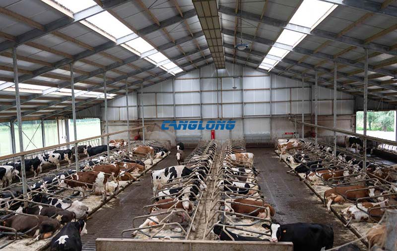 Steel Structure Cattle Shed