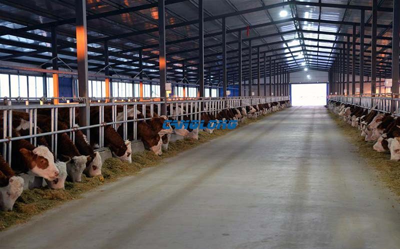Steel Structure Cattle Shed
