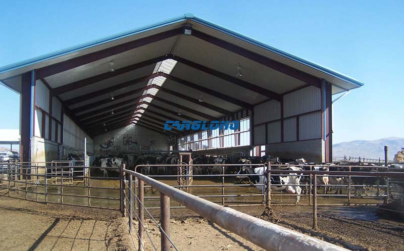 Steel Structure Cowshed