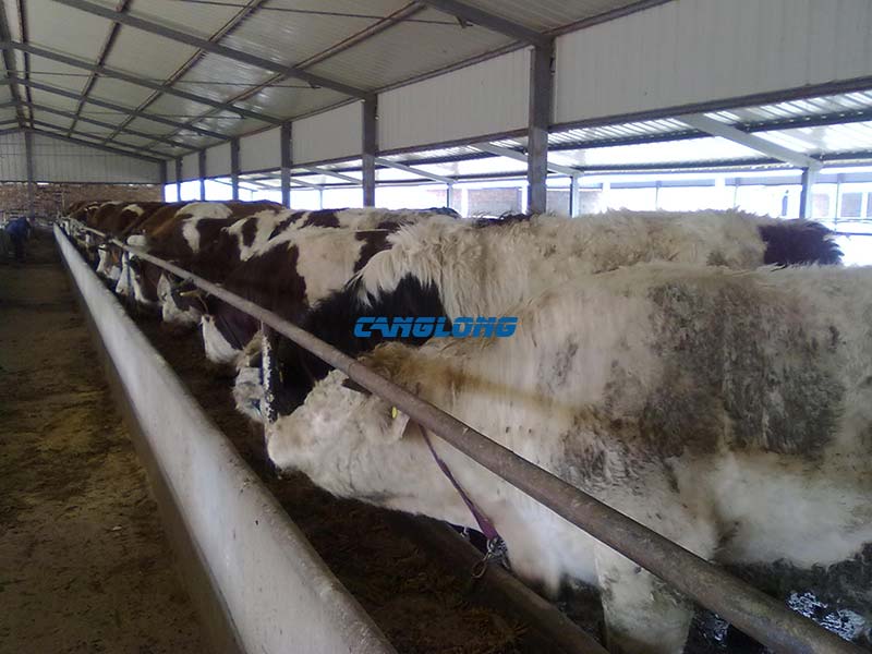 Steel Structure Cow Shed