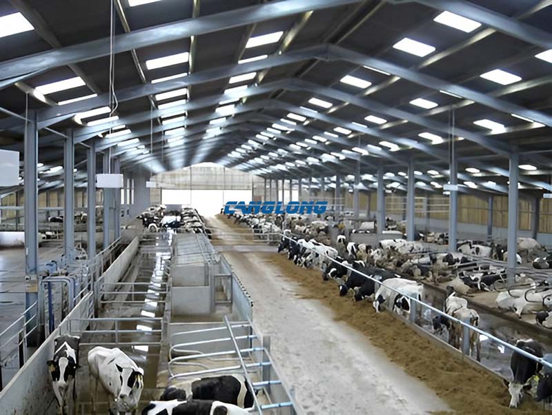 Steel Structure Cow Shed