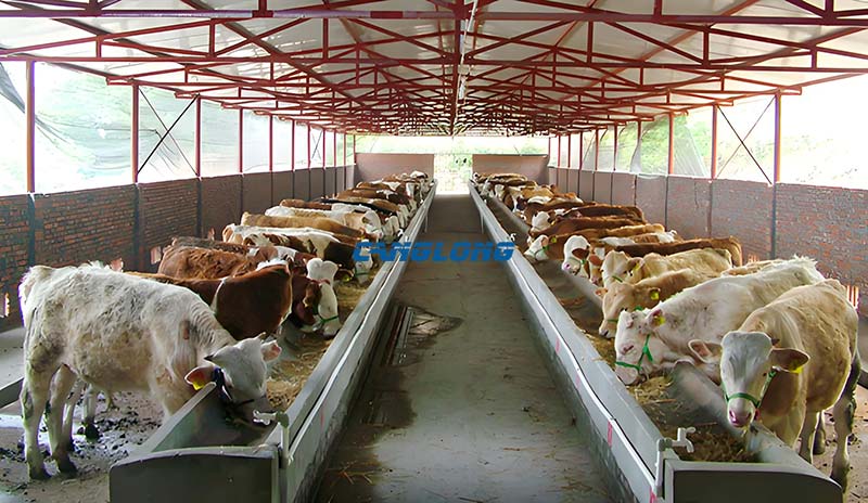 Steel Structure Cattle Shed