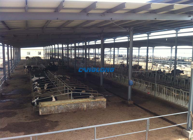 Steel Structure Cowshed